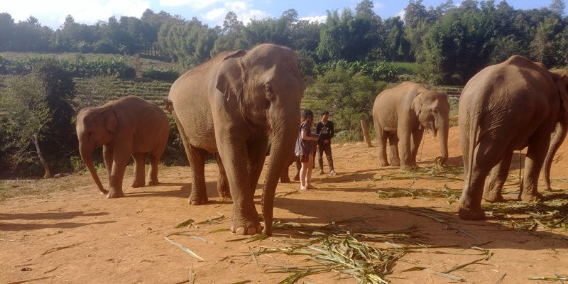 Elefantes no santuário após serem resgatados de ambientes hostis